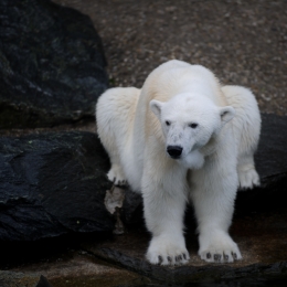 Wilhelma_Stuttgart_2011-05-21_39