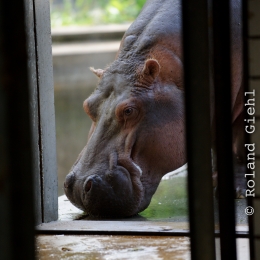 Wilhelma_Stuttgart_2011-05-21_45