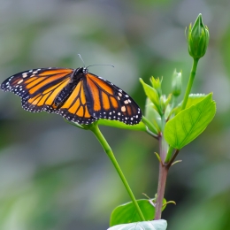 Wilhelma_Stuttgart_2011-05-21_34