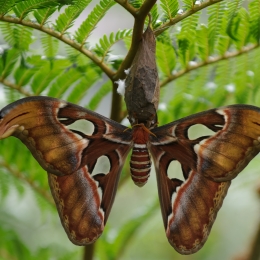 Wilhelma_Stuttgart_2011-05-21_31