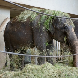 Wilhelma_Stuttgart_2011-05-21_43