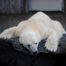 Wilhelma_Stuttgart_2011-05-21_38