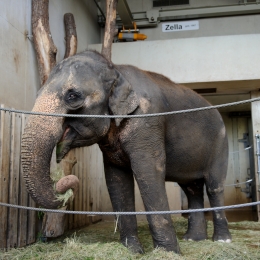 Wilhelma_Stuttgart_2011-05-21_41
