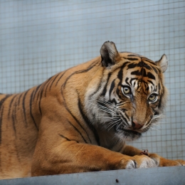 Wilhelma_Stuttgart_2011-05-21_48