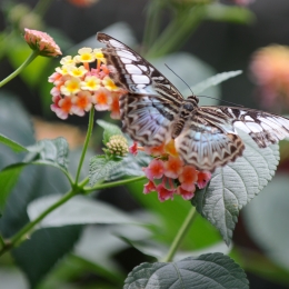 Wilhelma_Stuttgart_2011-05-21_30