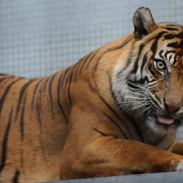 Wilhelma_Stuttgart_2011-05-21_49