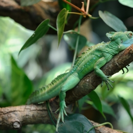 Wilhelma_Stuttgart_2011-05-21_37