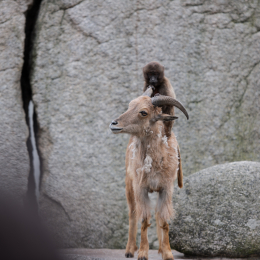 Wilhelma_Stuttgart_20120527-028