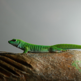 Wilhelma_Stuttgart_20120527-033