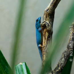 Wilhelma_Stuttgart_20120527-036