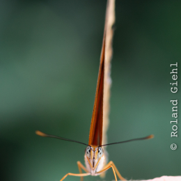 Wilhelma_Stuttgart_20120527-040