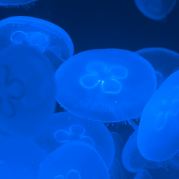 Wilhelma_Stuttgart_20120527-029