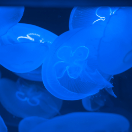 Wilhelma_Stuttgart_20120527-032