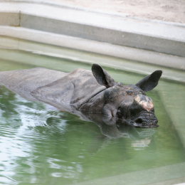 Wilhelma_Stuttgart_20120527-025