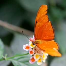 Wilhelma_Stuttgart_20120527-039