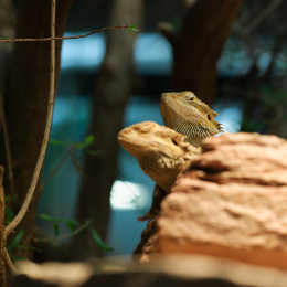 Wilhelma_Stuttgart_20120527-035