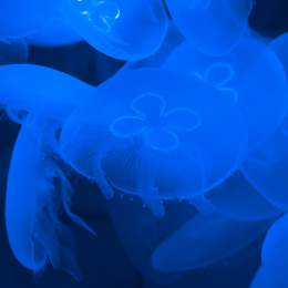 Wilhelma_Stuttgart_20120527-030