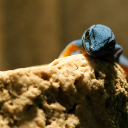 Wilhelma_Stuttgart_20120527-037