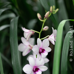 Wilhelma_Stuttgart_20120527-001