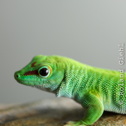 Wilhelma_Stuttgart_20120527-034