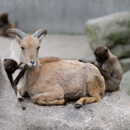 Wilhelma_Stuttgart_20120527-027