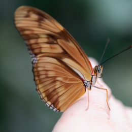 Wilhelma_Stuttgart_20120527-042