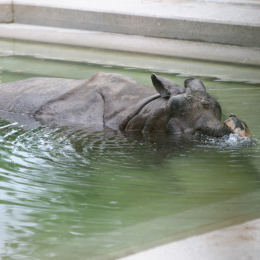 Wilhelma_Stuttgart_20120527-026