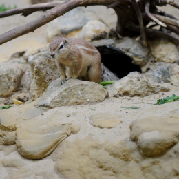 zoo_frankfurt_2011-04-15_25