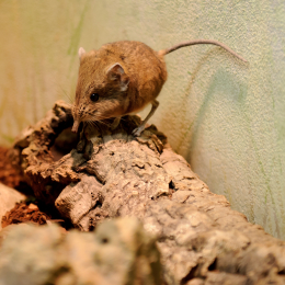 zoo_frankfurt_2011-04-15_06