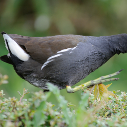zoo_frankfurt_2011-04-15_37