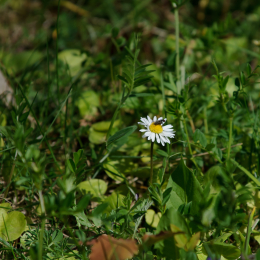 zoo_frankfurt_2011-04-15_03