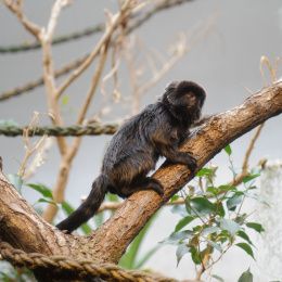 zoo_frankfurt_2011-04-15_14