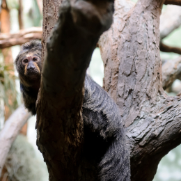zoo_frankfurt_2011-04-15_11