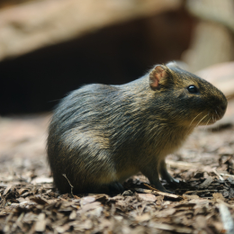 zoo_frankfurt_2011-04-15_16