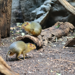 zoo_frankfurt_2011-04-15_07