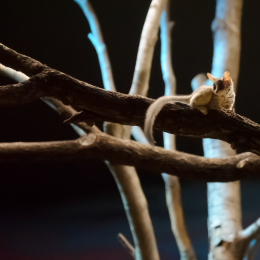 zoo_frankfurt_2011-04-15_09