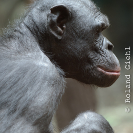 zoo_frankfurt_2011-04-15_40