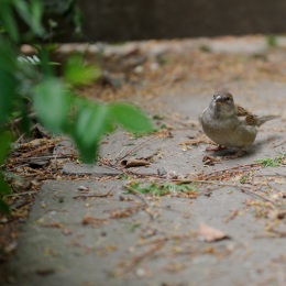zoo_frankfurt_2011-04-15_49