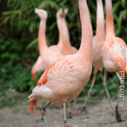zoo_frankfurt_2011-04-15_43