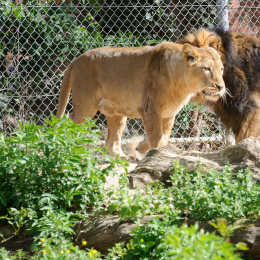 zoo_frankfurt_2011-04-15_04