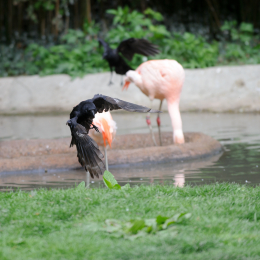 zoo_frankfurt_2011-04-15_45
