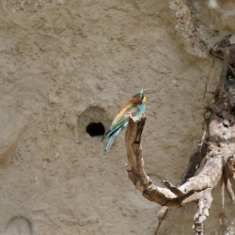 zoo_frankfurt_2011-04-15_30