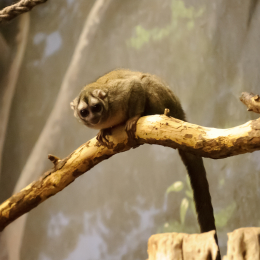 zoo_frankfurt_2011-04-15_08