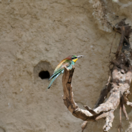 zoo_frankfurt_2011-04-15_29