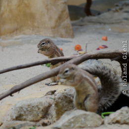 zoo_frankfurt_2011-04-15_21