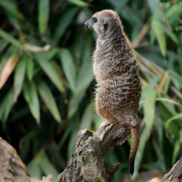 zoo_frankfurt_2011-04-15_38