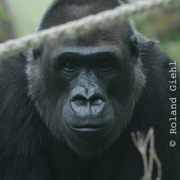 zoo_frankfurt_2011-04-15_42