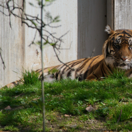 zoo_frankfurt_2011-04-15_02