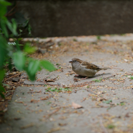zoo_frankfurt_2011-04-15_50