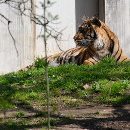zoo_frankfurt_2011-04-15_01